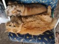 Garfield (2)6